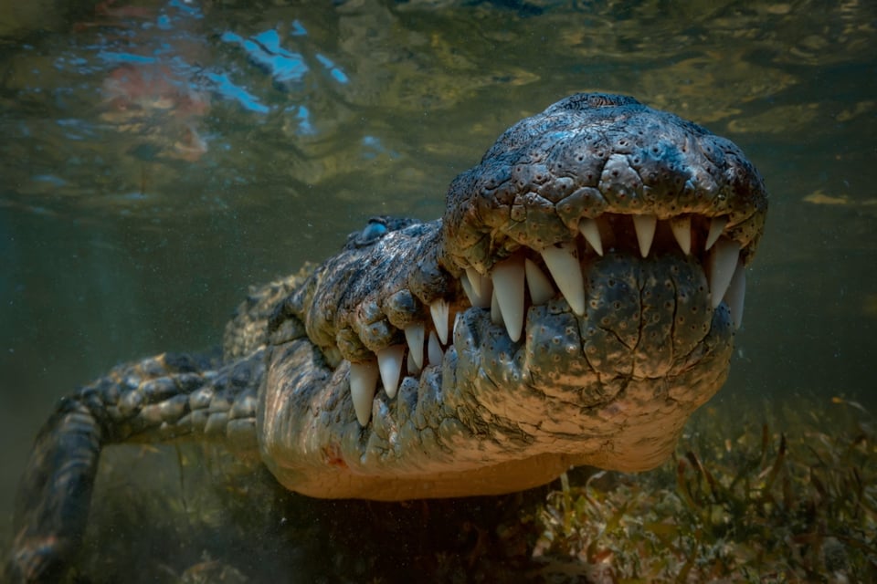 GoFundMe, Community Grief, Dangers in Tampa Bay, Crocodile Rescue, MundoNOW