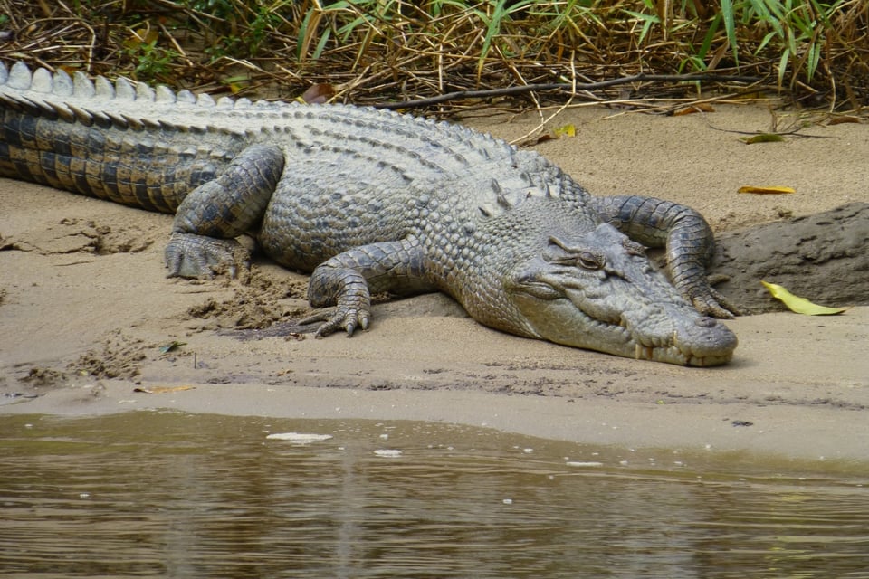 Tragedy in Tampa Bay, Crocodile Attack, Sabrina Peckham, Fatal Accident, MundoNOW