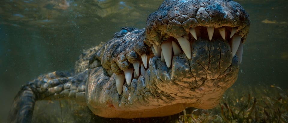 Cocodrilo se come a niña de 8 años frente a sus amiguitos mientras nadaba en el río