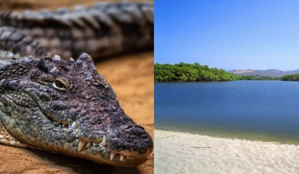 Tourist attacked by crocodile during vacation in Mexico fights for her life