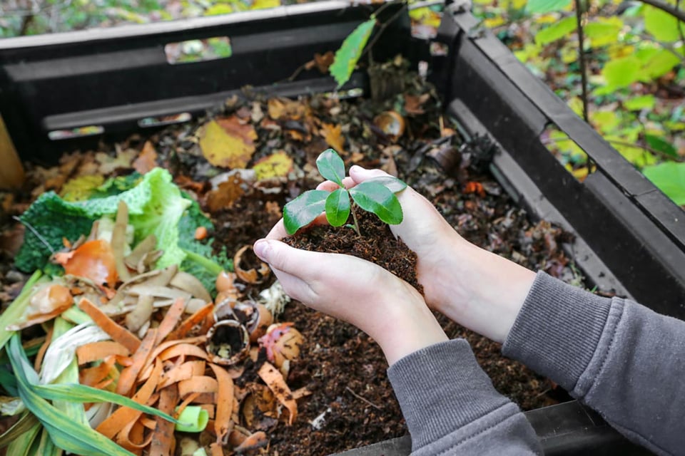 plantas, malezas, semillas, mujer, compostaje