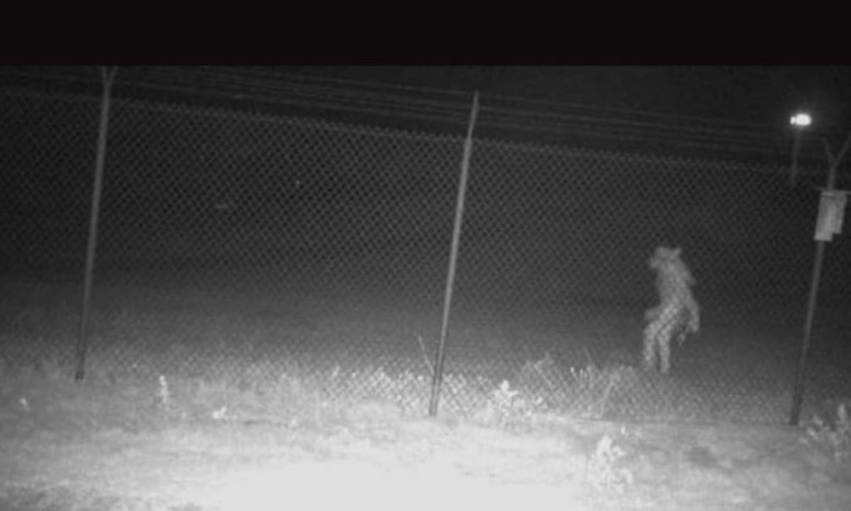 Extraña criatura es captada deambulando por zoológico en Texas