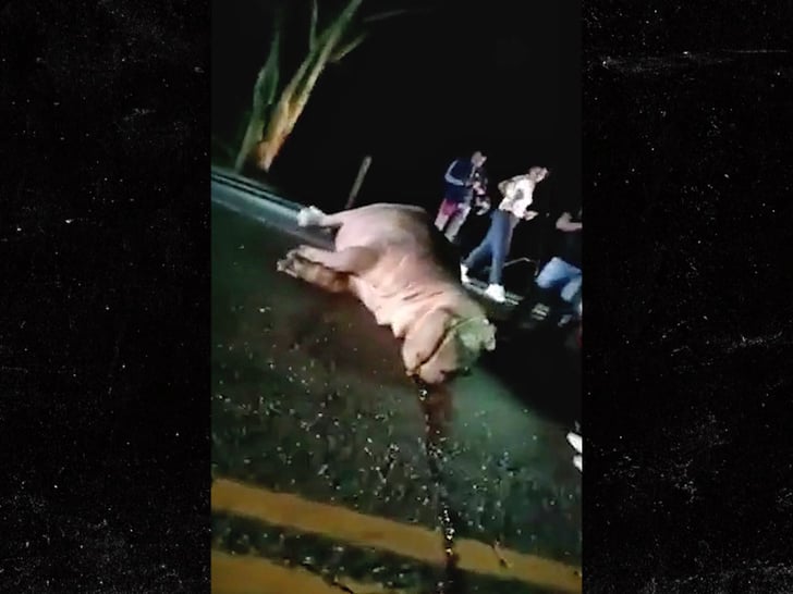 Muere el Hipopótamo de la cocaína: Fue atropellado por un auto