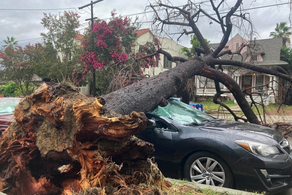 árboles caídos, daños, autos, afectados, MundoNOW