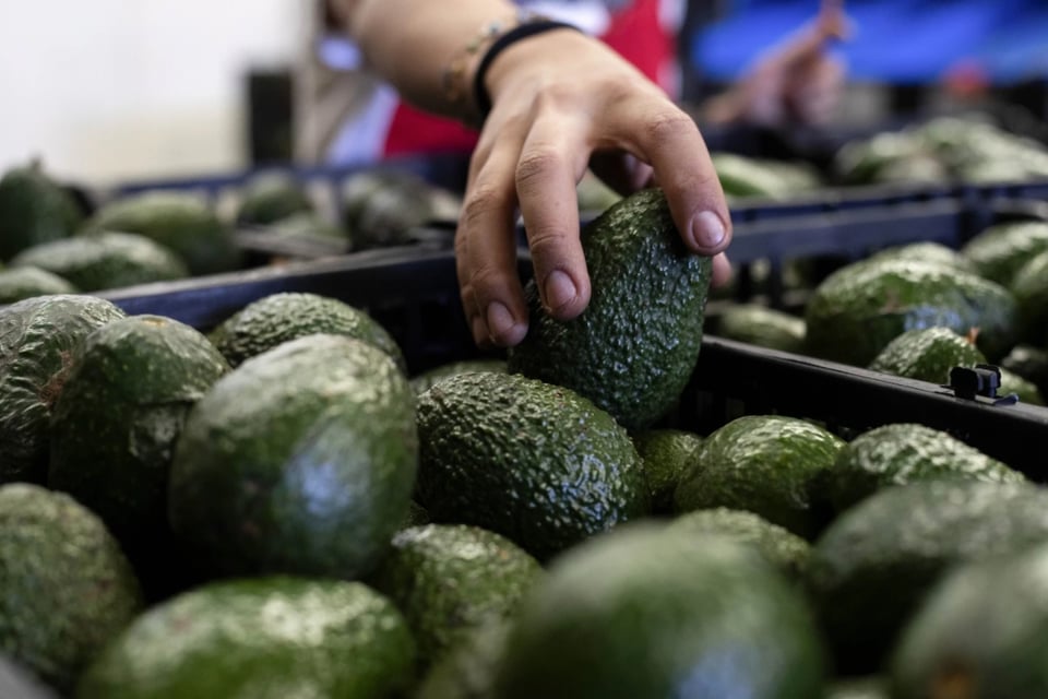 Aguacate, Guacamole, Chief, 49ers, MundoNOW