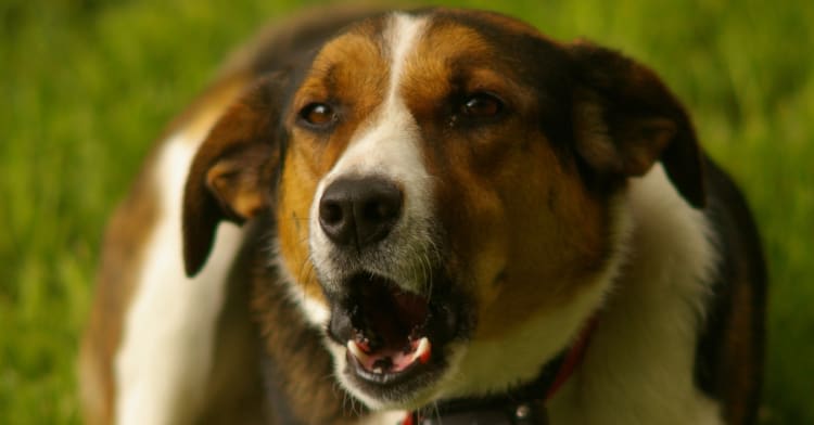 They develop a collar to translate the barking of dogs