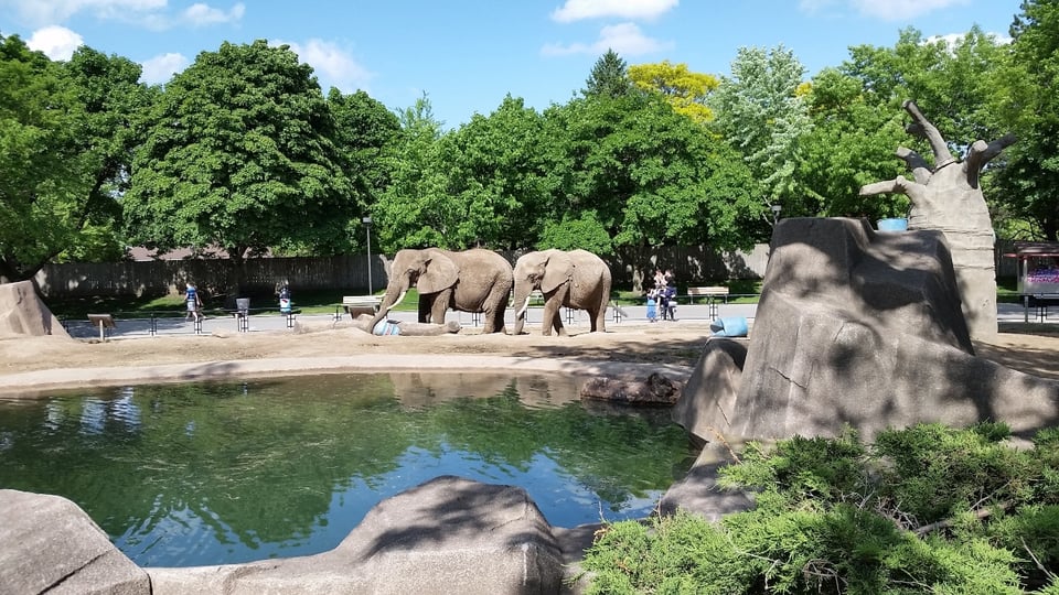 7 heridos en zoológico de San Antonio tras caída inesperada de un árbol