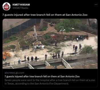 El saldo tras la caída del árbol en el zoológico de San Antonio es de 7 heridos