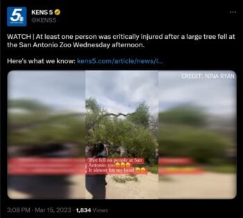 Caída inesperada de un árbol en zoológico de San Antonio, deja 7 heridos