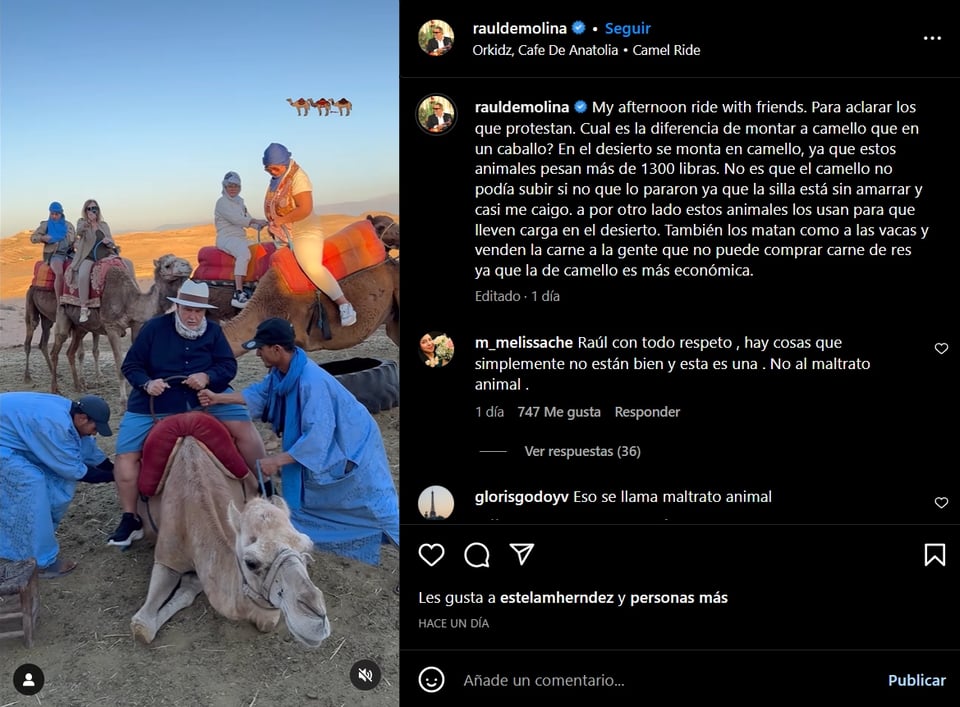 El camello no se podía mantener de pie, Raúl de Molina justifica el porqué pero lo acusan de maltrato animal