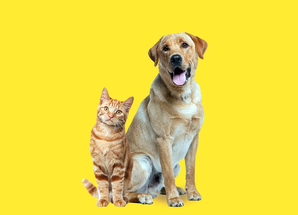 dog, cat, pets, home, clean