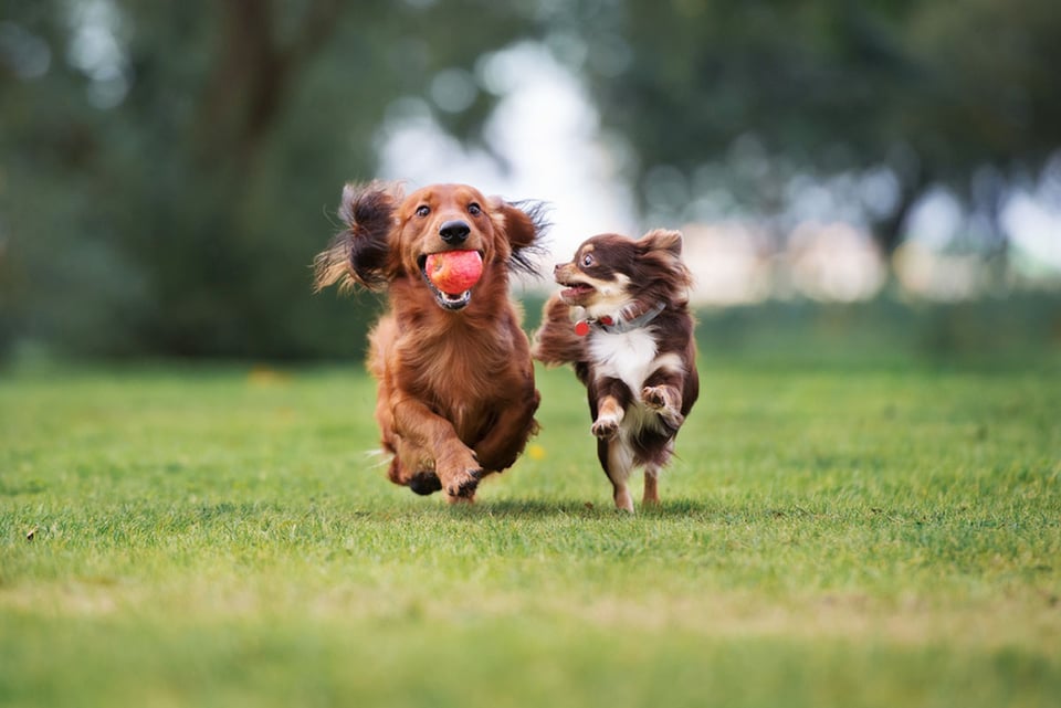 best dogs for kids, pets, family, kids, pet care tips