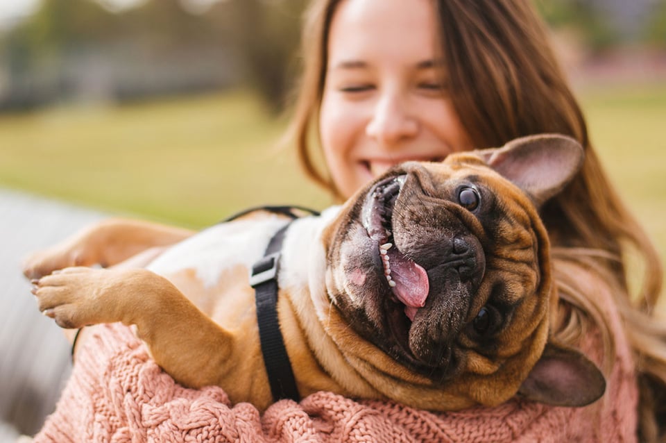 frenchie, mascotas, canino, dientes, salud