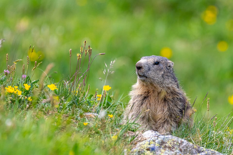 ¿El invierno durará para siempre?, muere la marmota que predecía el frío y deja al mundo consternado