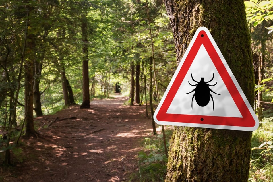 enfermedad transmitida por garrapatas, alerta sanitaria, viajes internacionales, MundoNOW