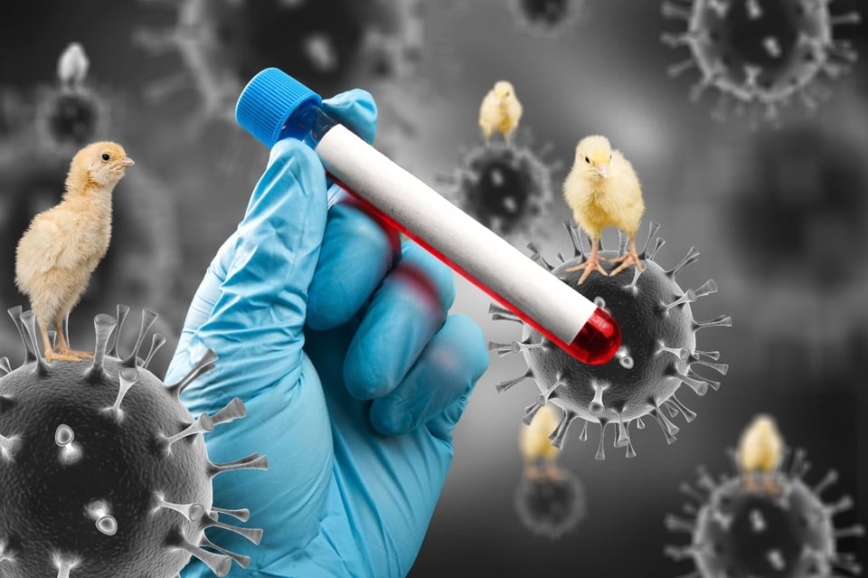 nasal swab, virus, eye infection, US Centers for Disease Control and Prevention, Michigan avian flu