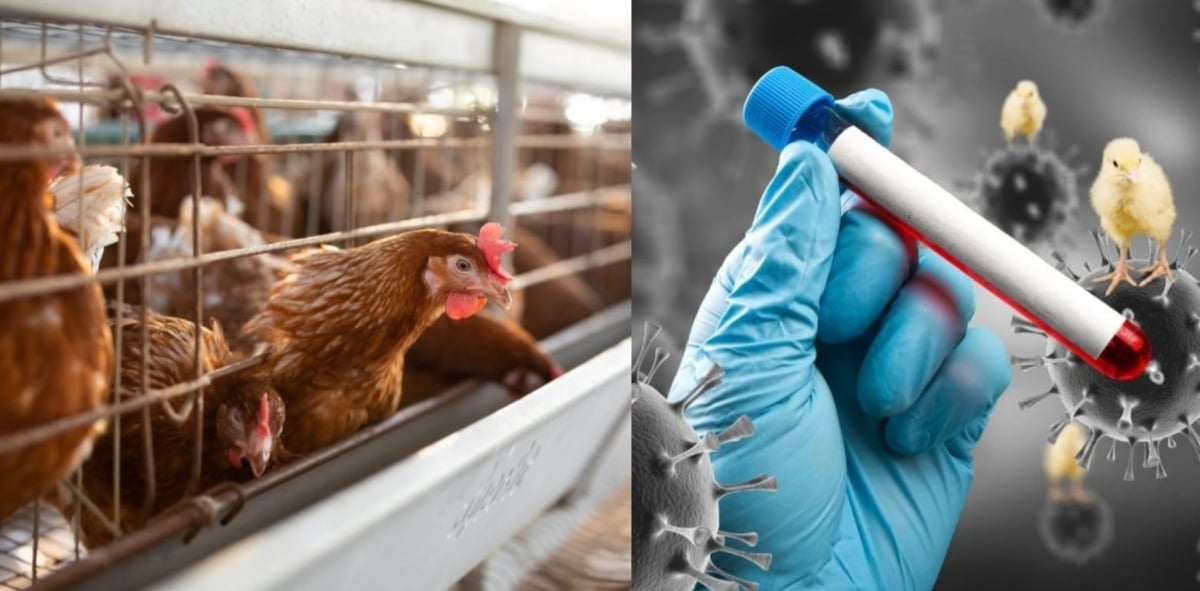 The US announced that there is no risk of avian flu