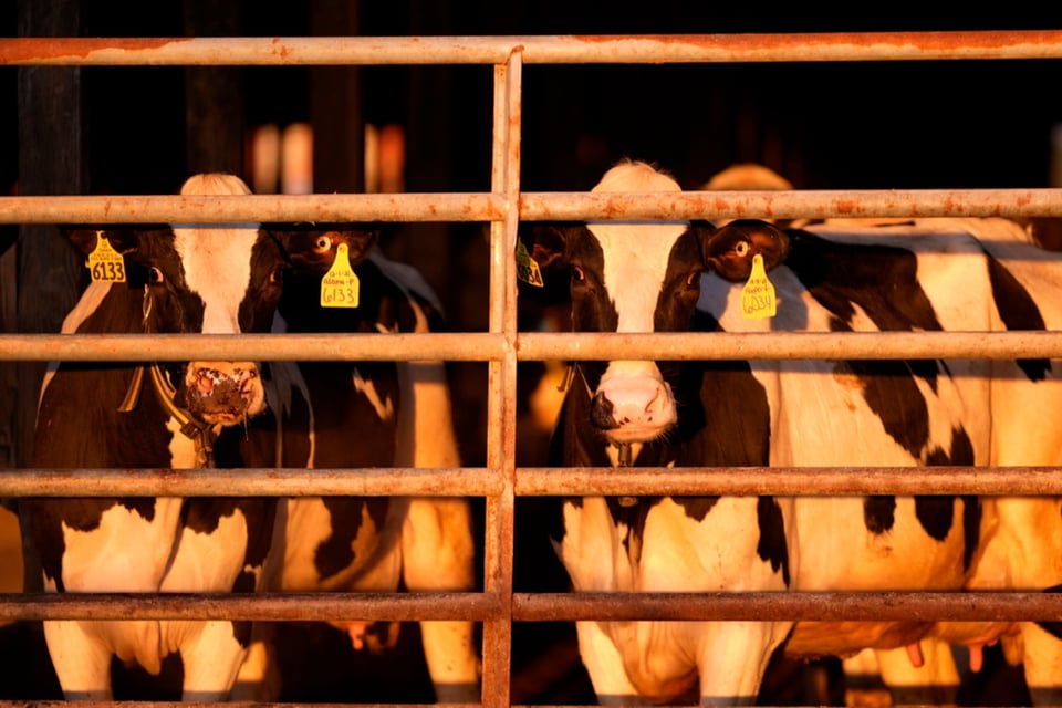 ¡Tome en cuenta! Anuncian que la gripe aviar infecta a las vacas lecheras de California y amplía el brote en el país
