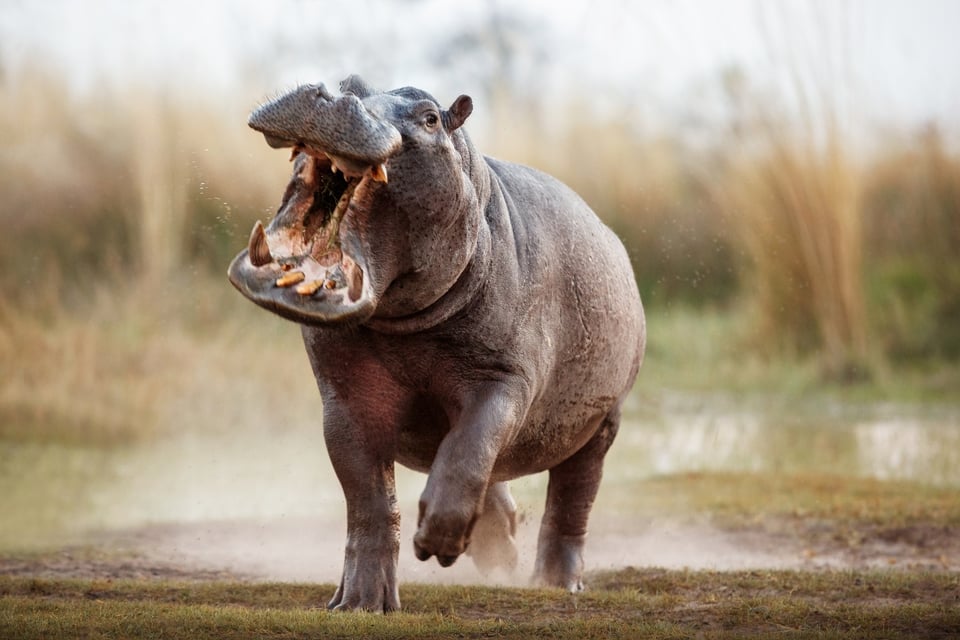 1 dead, 23 missing after hippo capsizes canoe in Malawi