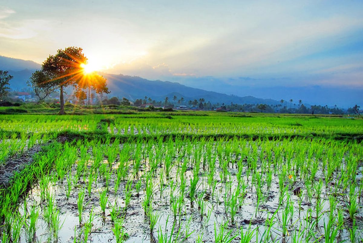 La vuelta al mundo en un bol: Diferentes formas de cocinar arroz