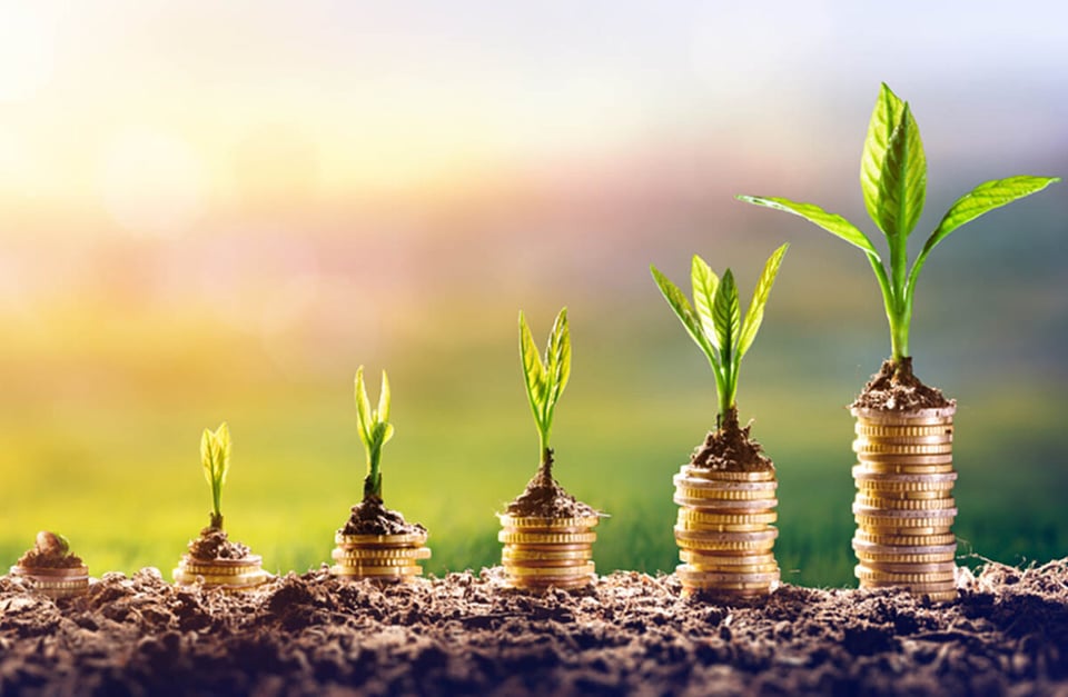 Plant, Coins, Finance, Investment, MundoNOW
