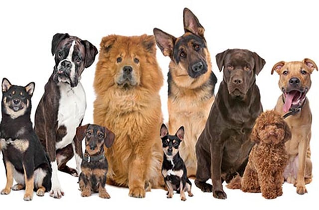 Entrenamiento básico de cachorros: consejos y trucos para que un bebé peludo se porte bien