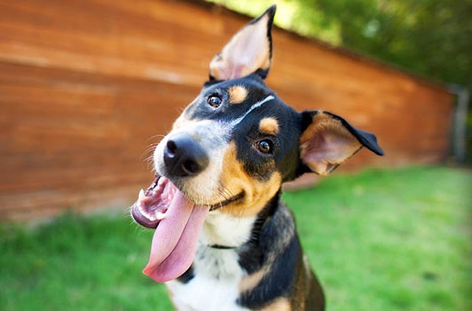 perro, lengua de fuera, al aire libre, jardín, MundoNOW