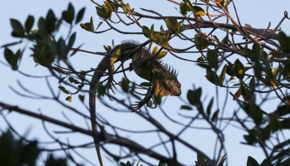 Advierten que en Florida verán caer una ‘lluvia’ de iguanas verdes