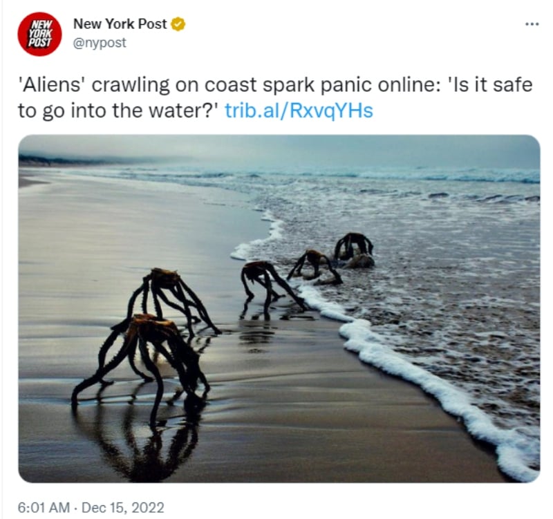 Supuestos extraterrestres aparecen en plena playa