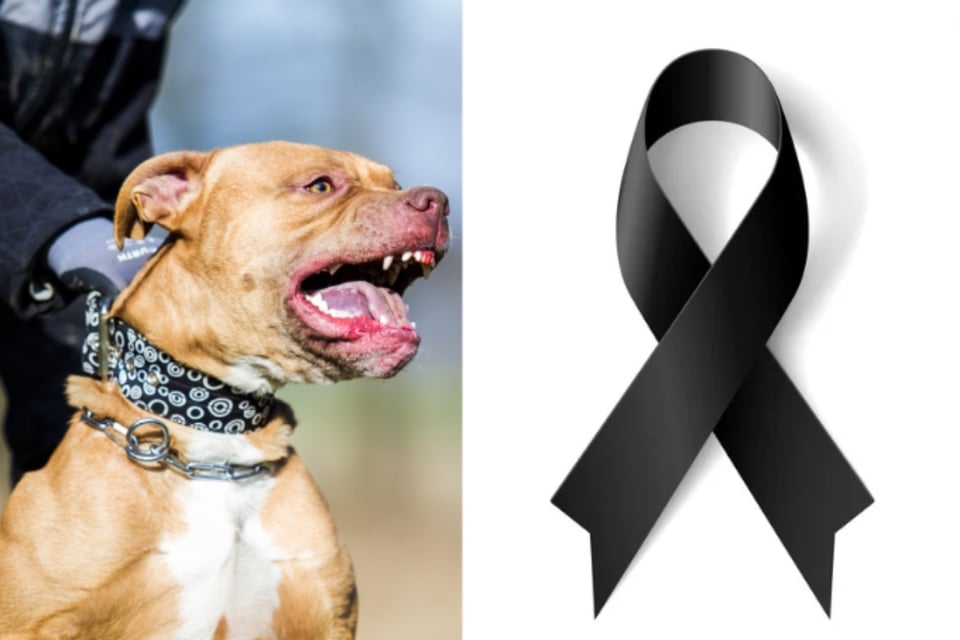 Pitbull mata a bebé tras morderlo en el rostro