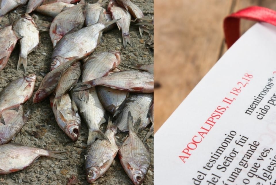 ¿Señal del Apocalipsis? Captan misteriosa ‘lluvia’ de peces y todo quedó grabado