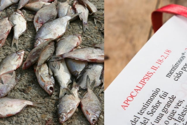 ¿Señal del Apocalipsis? Captan misteriosa ‘lluvia’ de peces y todo quedó grabado