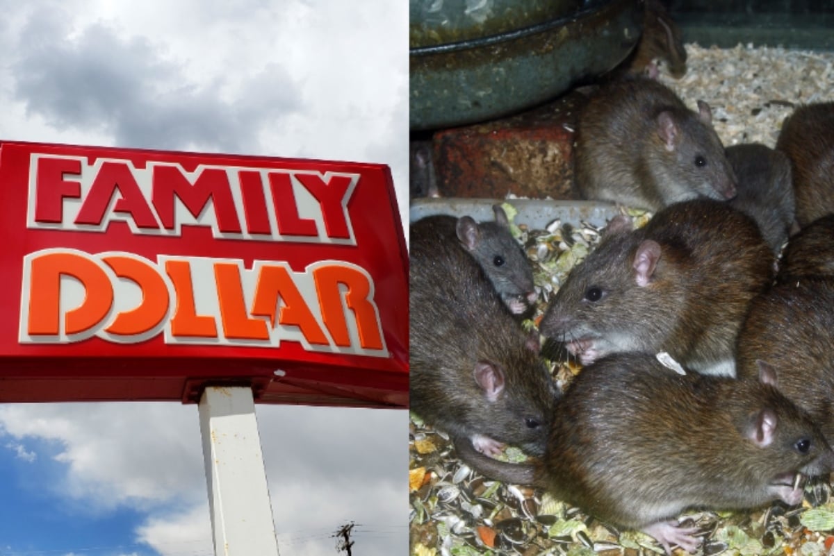 Family Dollar infestado ratas, Plaga, Arkansas, EEUU, MundoNOW