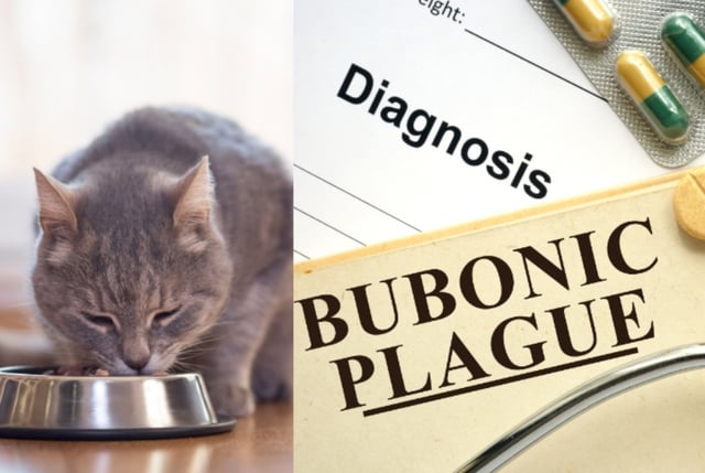 A cat is the likely source of a rare case of bubonic plague in Oregon