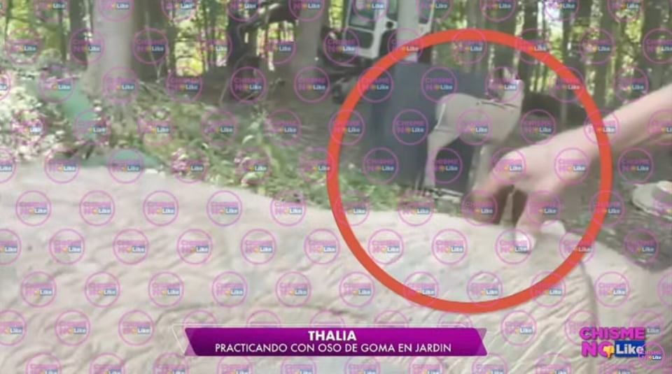 Thalía practicando cacería: ¿Se prepara para matar animales en peligro de extinción?
