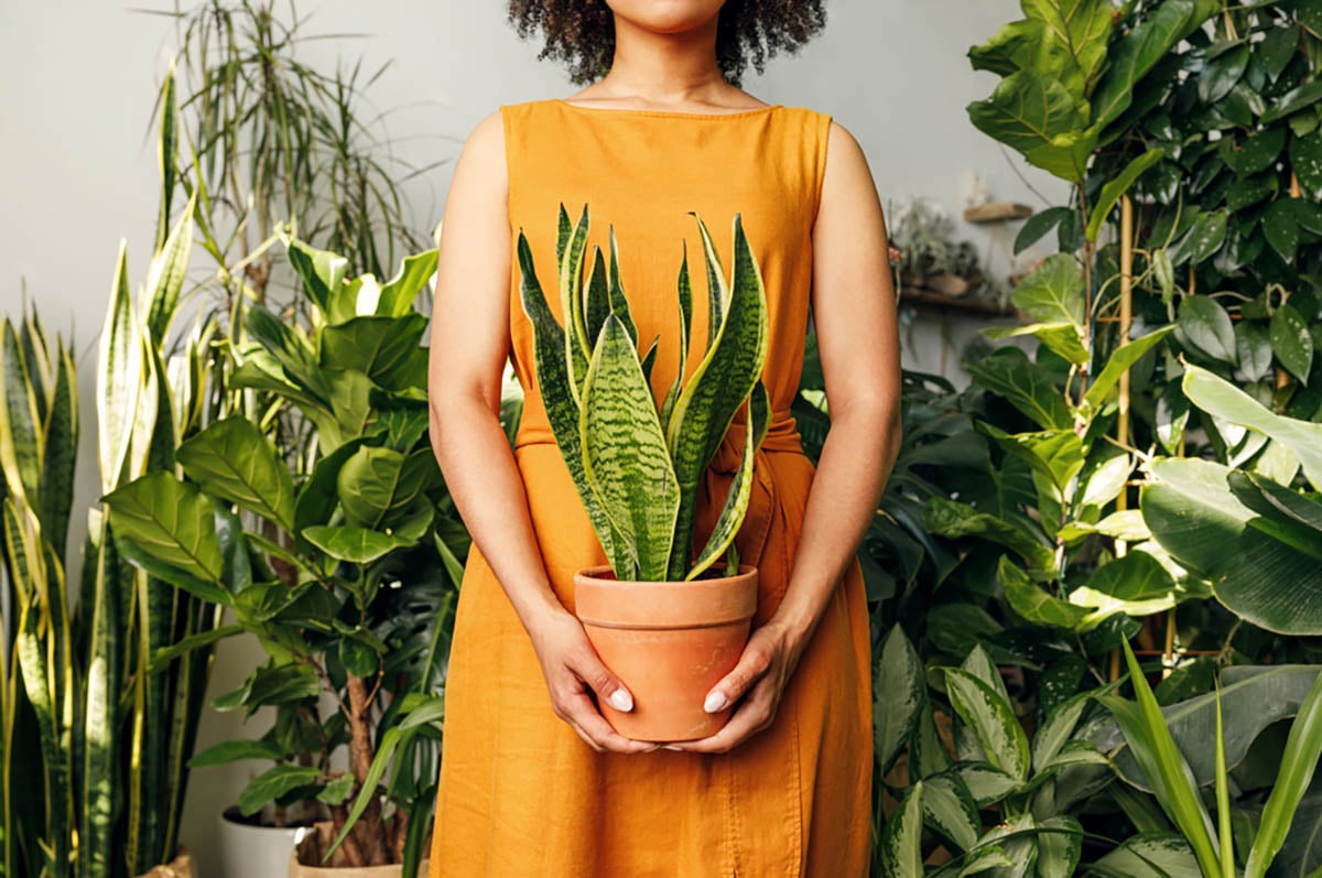 Consejos de jardinería interior para que tengas un febrero lleno de flores