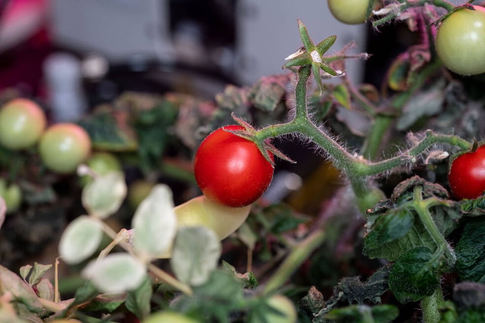 tomatoes, cultivation, ISS, LatinBest, MundoNOW