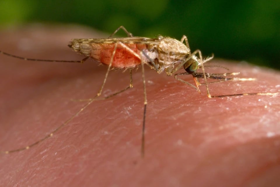 Detectan caso de malaria en migrante durante su estancia en México y establecen cerco sanitario featured image