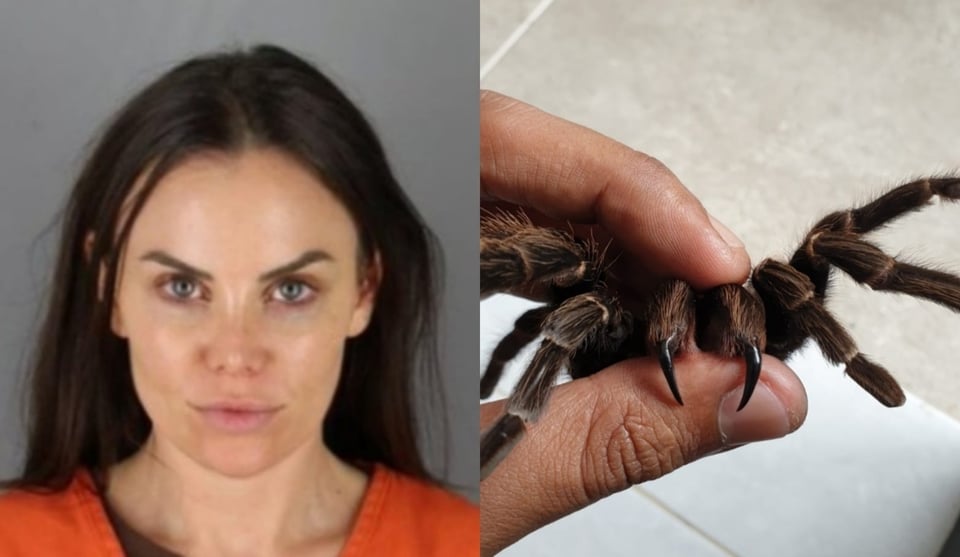 Mujer arrestada por supuestamente arrojar tarántula a una latina featured image