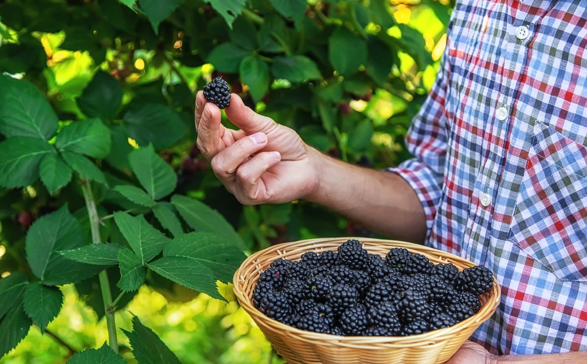 Blackberries recalled due to possible hepatitis A contamination