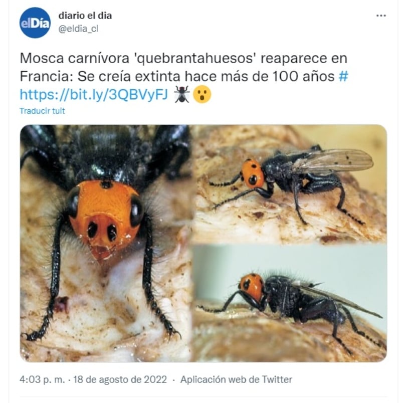 Alerta Mosca Carnívora: Se creía extinta