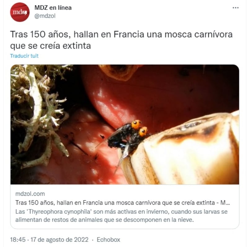 Insectos muy diferentes