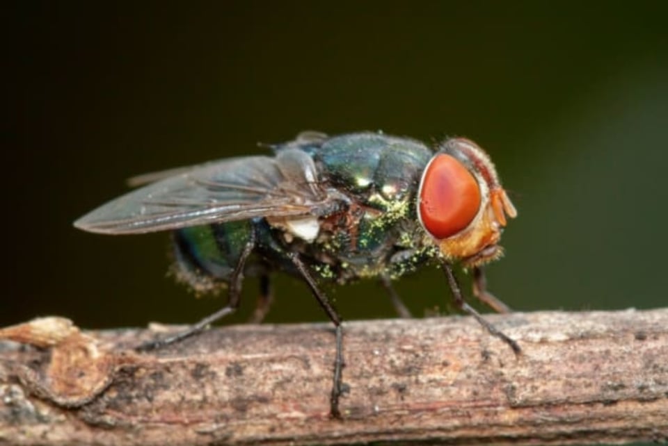 Alerta por insecto carnívoro que se creía extinto desde hace más de 100 años