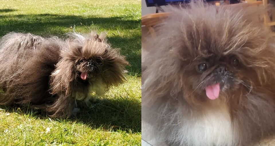 ‘El perro más feo del mundo’ se llama  Wild Thang