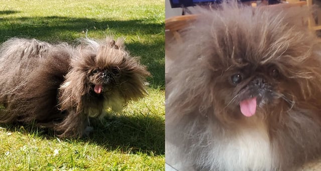 ‘The ugliest dog in the world’ is called Wild Thang