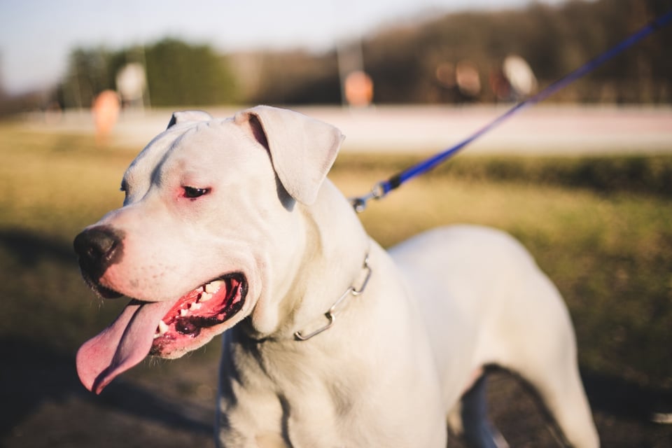 Una mujer muere tras fatal ataque de perros en San Bernardino
