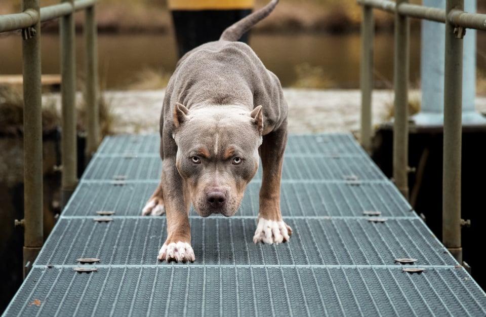 7-year-old Sadie Dávila mauled to death by pitbull in Louisiana