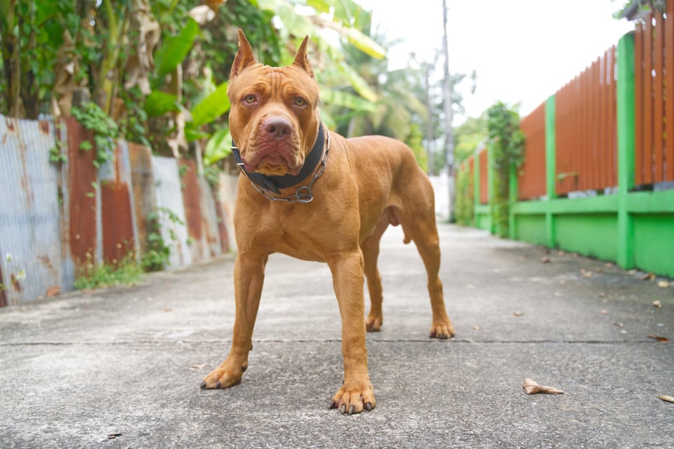 Pitbull mata niña México, Pitbull, Gómez Palacio, perro, MundoNOW