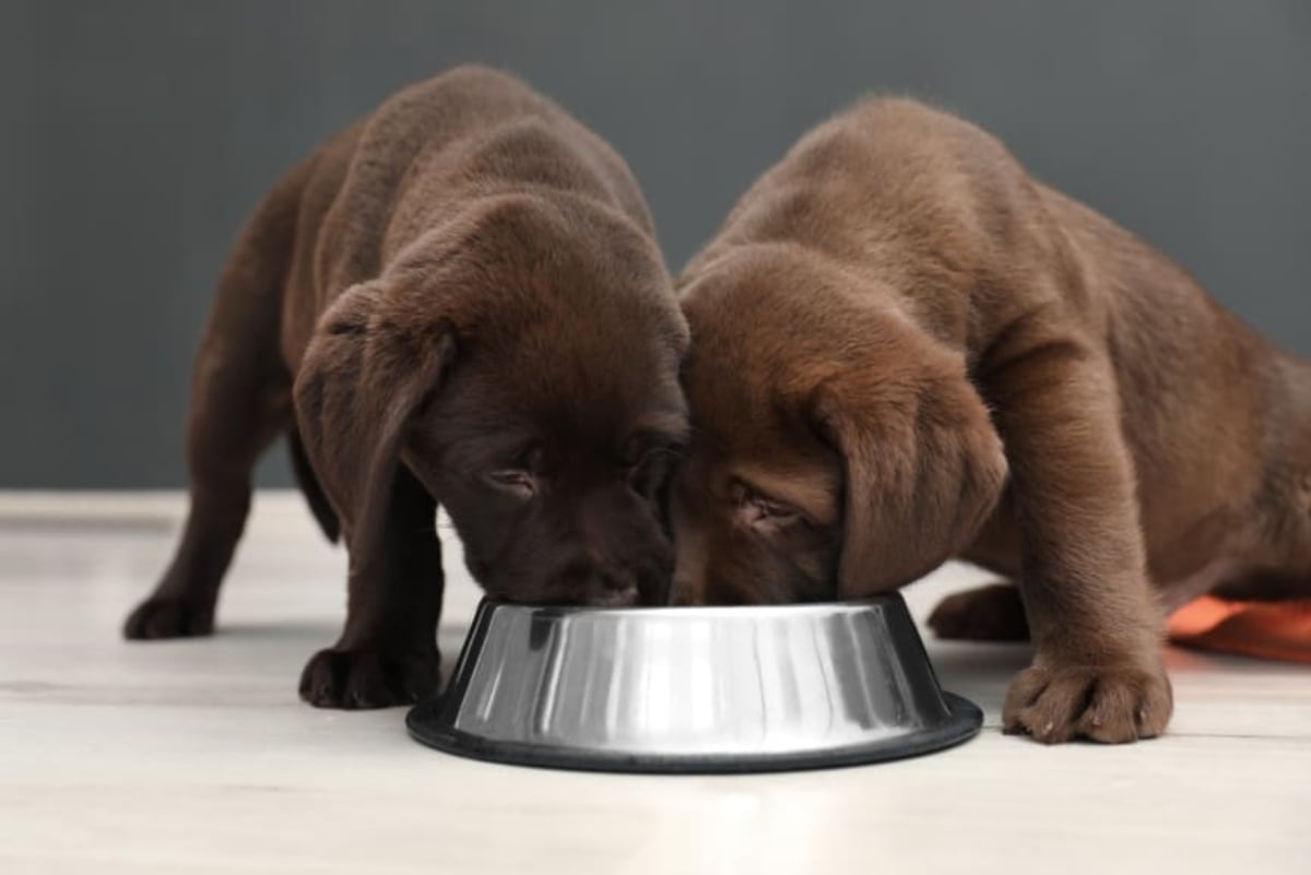 Retiran del mercado comida para perros por riesgo de Salmonella