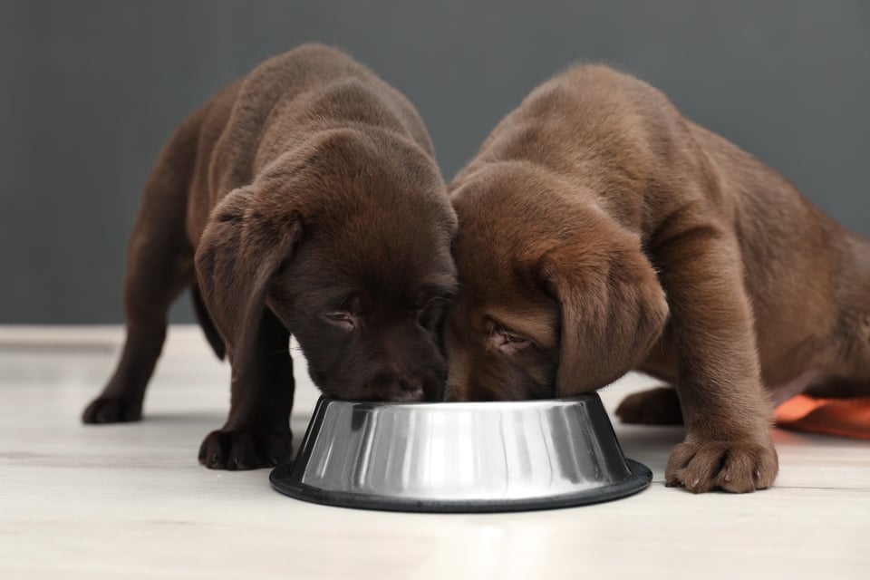 recall comida mascotas